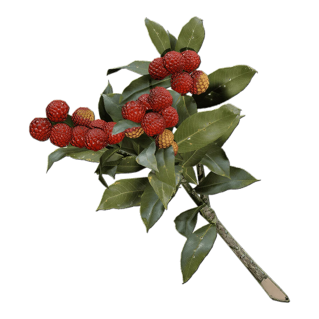 Candleberries